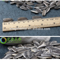 2019  new crop black long shape sunflower seeds for human 5009 /601/361/363